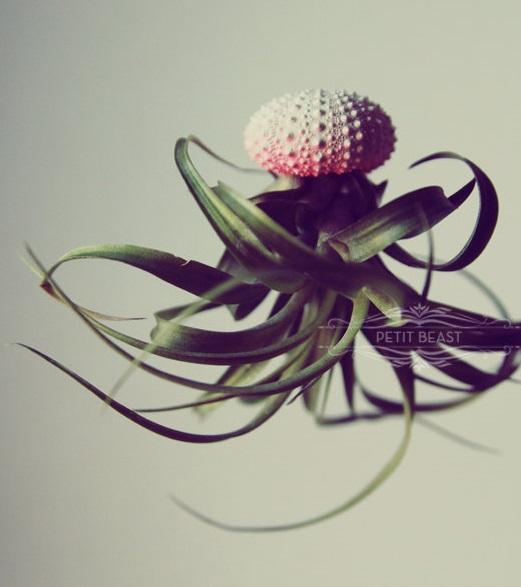 All about airplants on thejoyofplants.co.uk