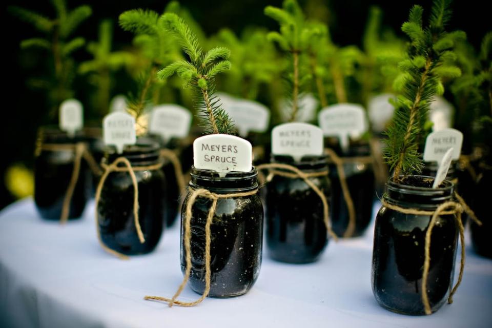 Meyer's Spruce Wedding Favours on thejoyofplants.co.uk