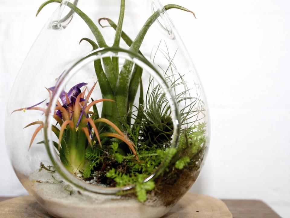 All about airplants on thejoyofplants.co.uk