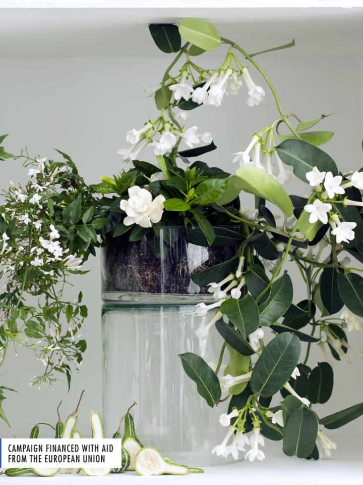 White Fragrant Plants Thejoyofplants.co.uk