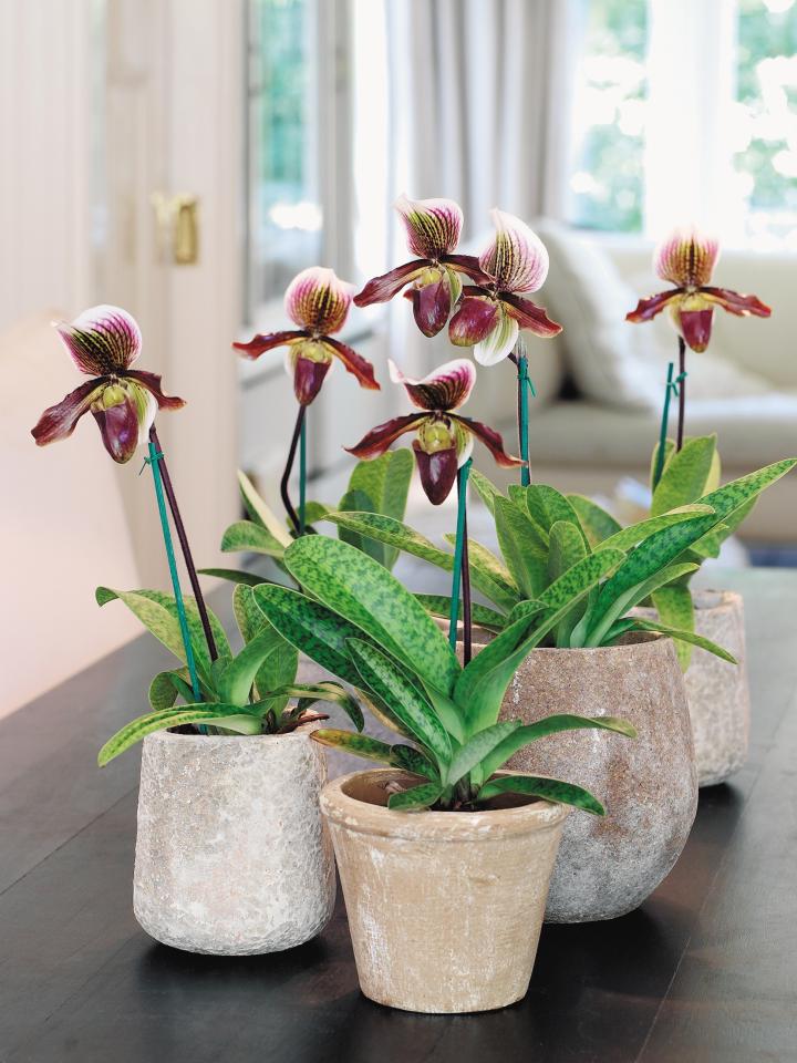 Caring for orchids on thejoyofplants.co.uk