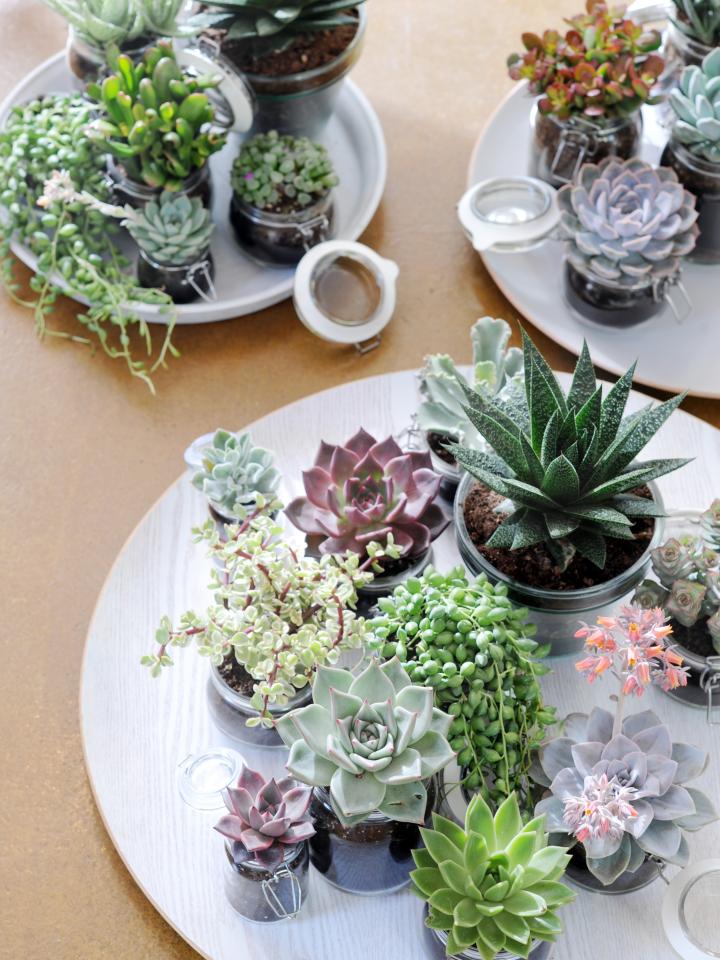How to care for succulents on thejoyofplants.co.uk