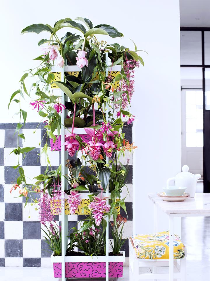 Tropical beauties Houseplans of the month Thejoyofplants.co.uk