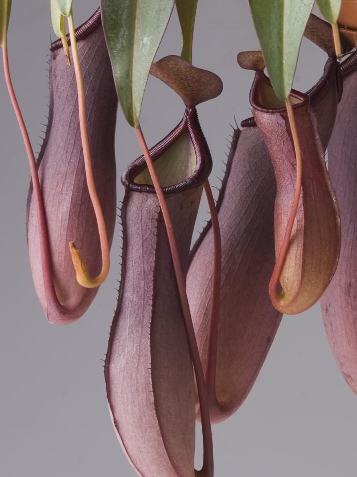 The fly-eating Nepenthes