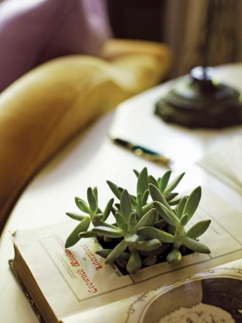 DIY Book Planter with succulents