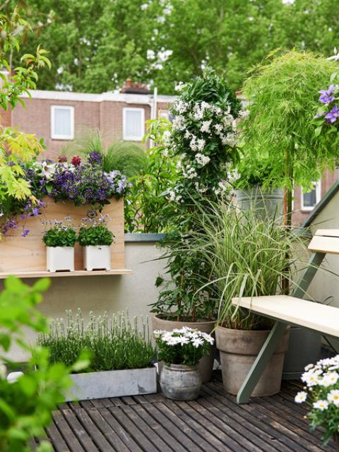 Transform your patio or balcony with plants thejoyofplants.co.uk