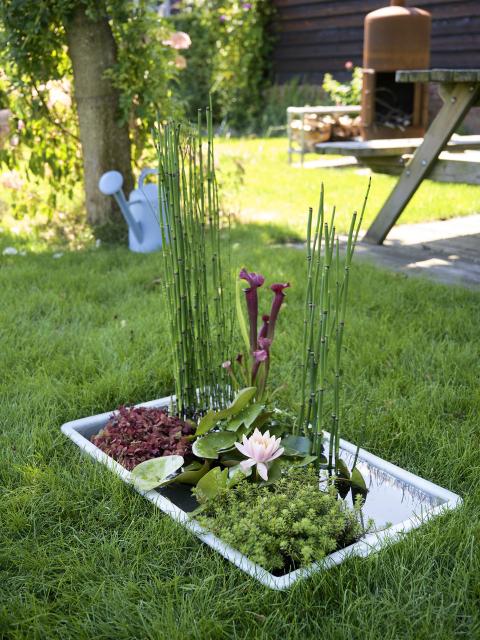 Splish, splash: make your own mini garden pond | Thejoyofplants.co.uk