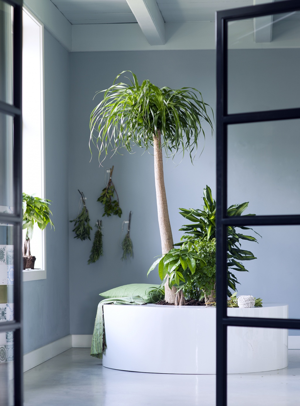 download free indoor plant tree download free indoor plant tree