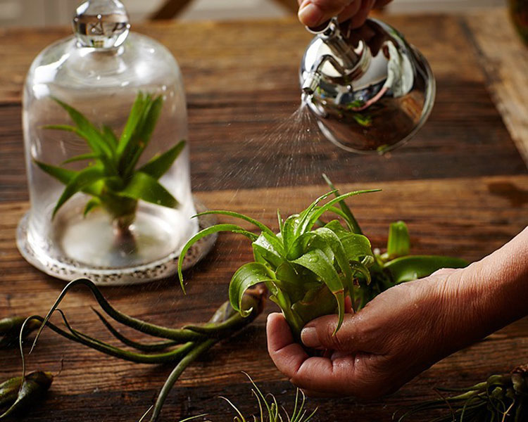 How to water an air plant The joy of plants