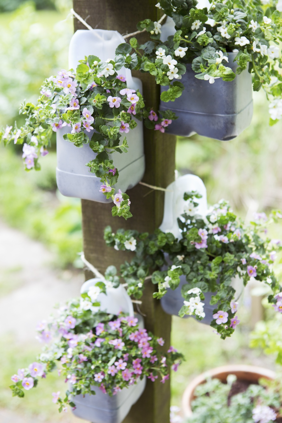 Bacopa  The joy of plants