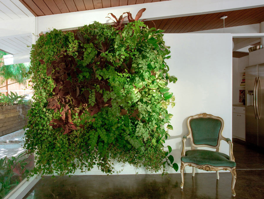 zigzag plant benefits zigzag plant benefits