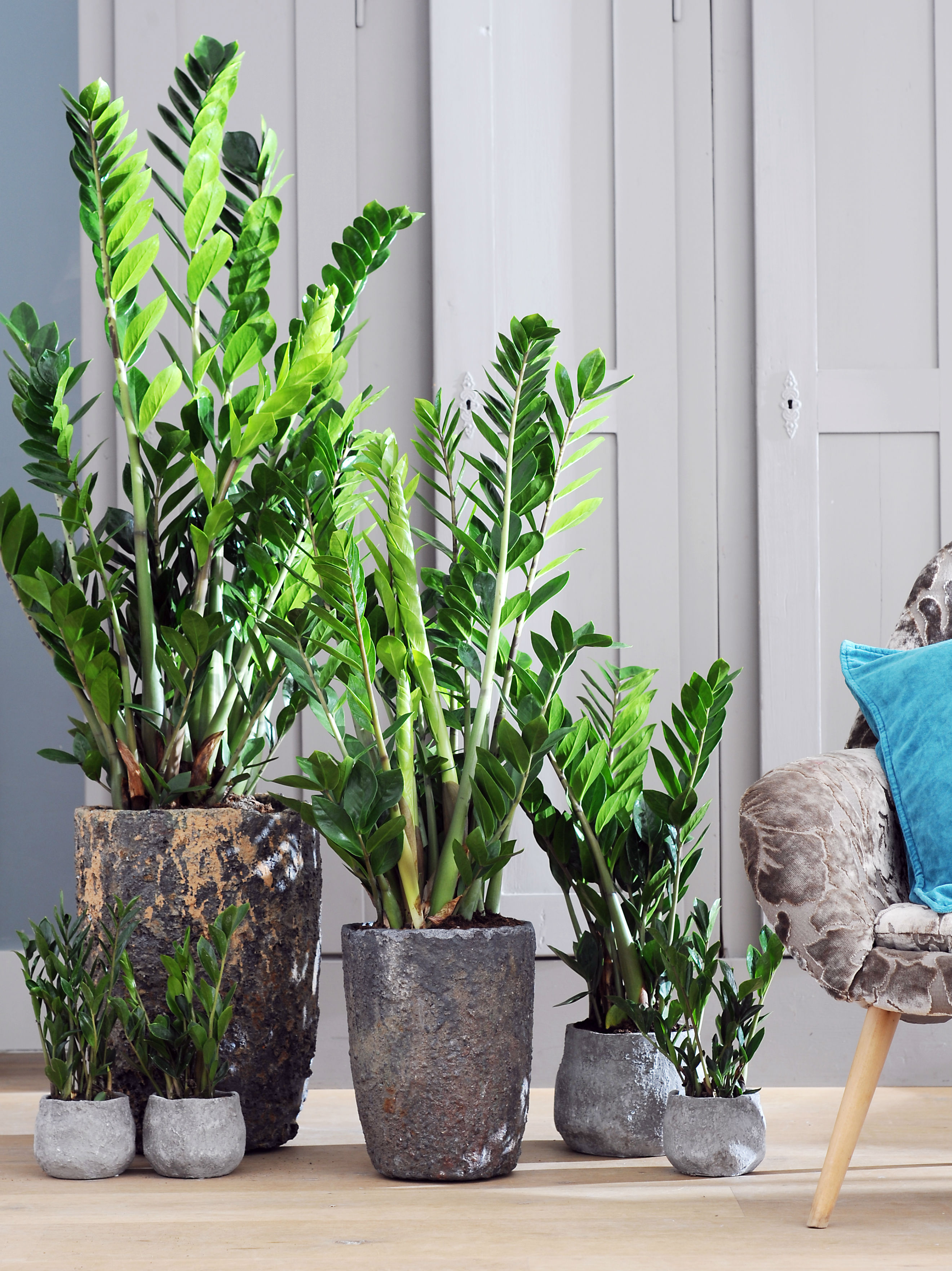 The perfect pot for your plant | The joy of plants