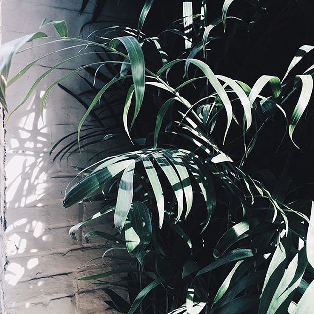 Our 5 favourite botanical Instagrammers in June | The Joy of Plants
