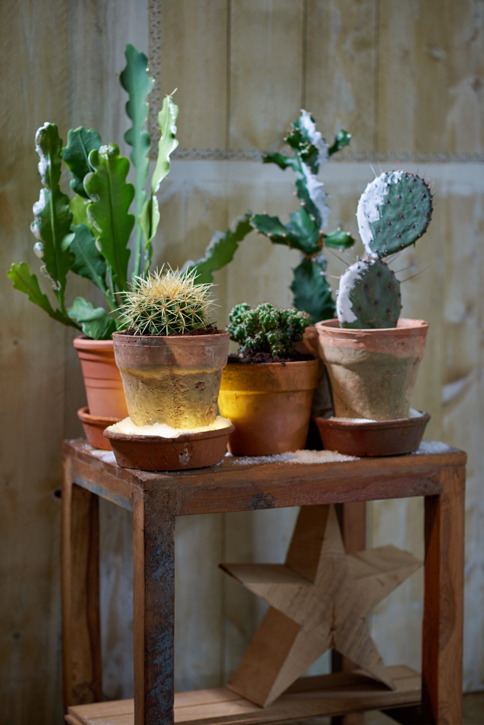 decorate spike plant for christmas