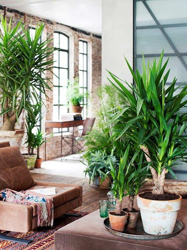 Yucca | The joy of plants
