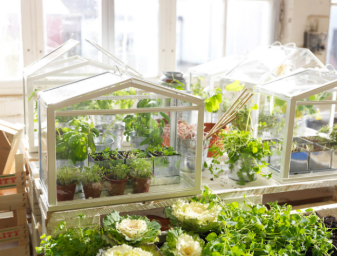 DIY Make  Your Own Mini Greenhouse  The joy of plants 