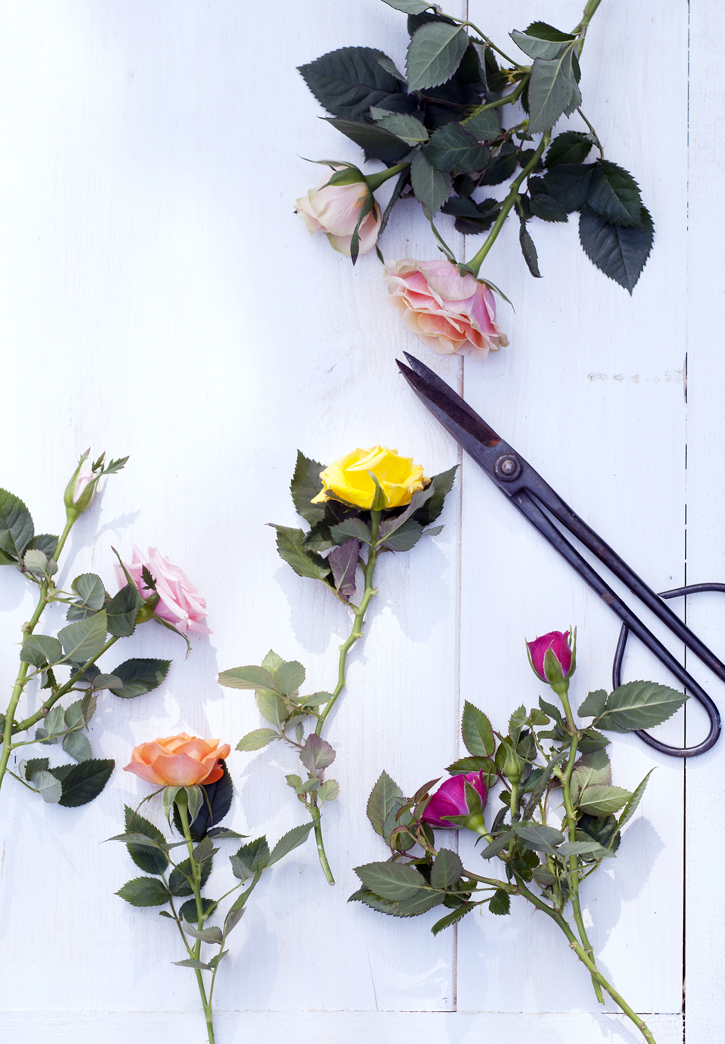 roses summer mid joy