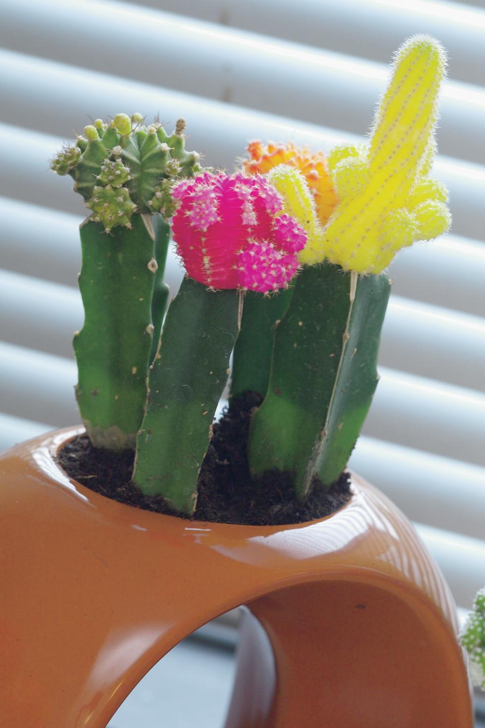 De VerjaardagsCactus (Gymnocalcium)