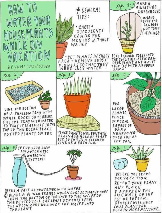 Vakantie: wat doen we met de planten? Vakantie: wat doen we met de planten? Mooiwatplantendoen.nl