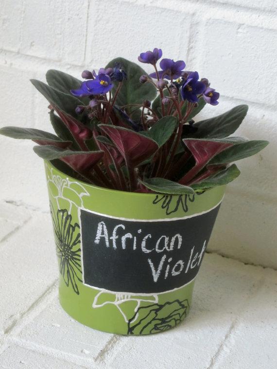 African Violets in a chalkboard planter on Etsy thejoyofplants.co.uk
