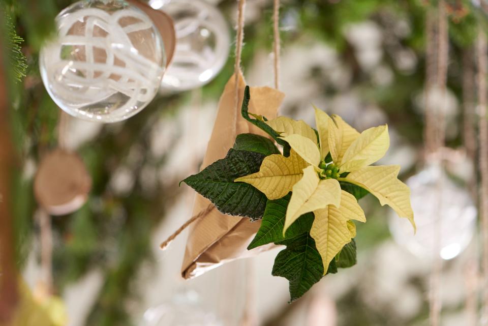 Kerststerren stralen overal!  mooiwatplantendoen.nl