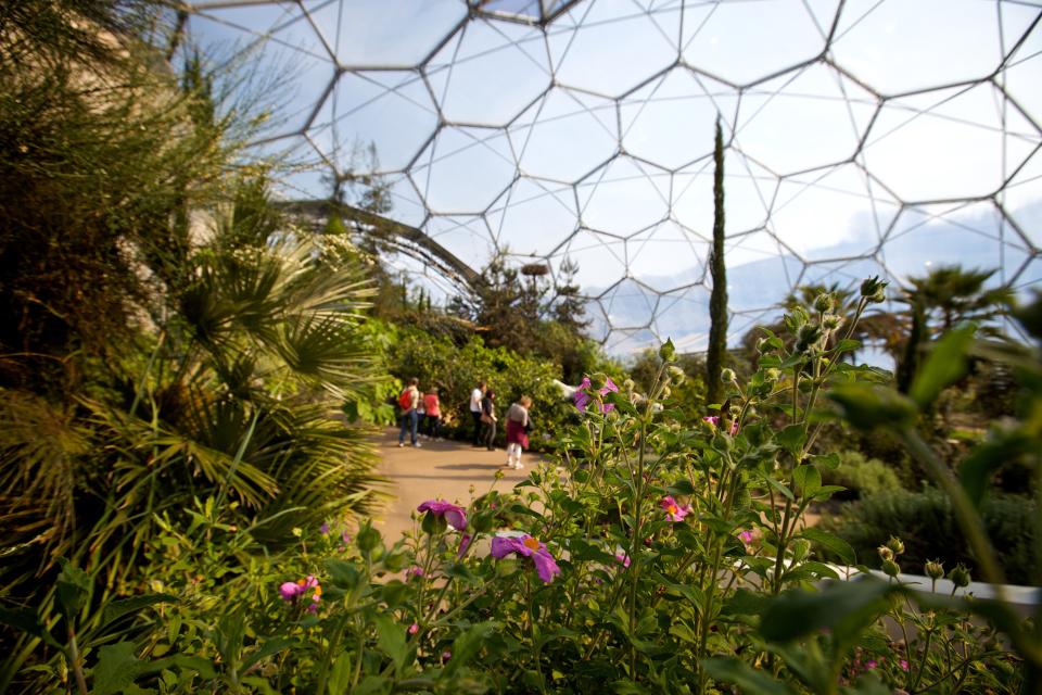 Plant inspiration from the Eden Project on thejoyofplants.co.uk