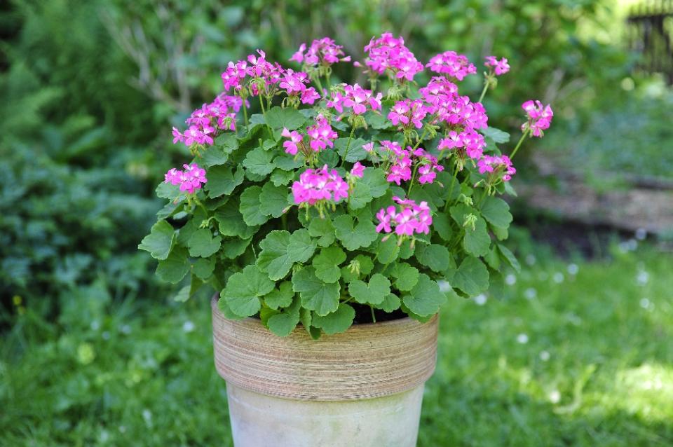 A geranium plant outside Geranium plant on thejoyofplants.co.uk