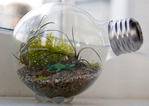 Light bulb terrarium 