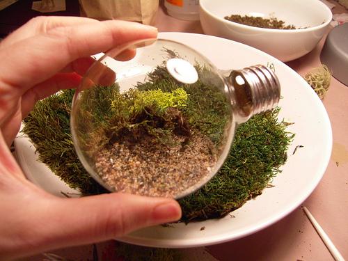 Light bulb terrarium Light bulb terrarium