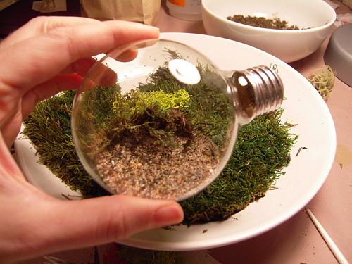 Light bulb terrarium 