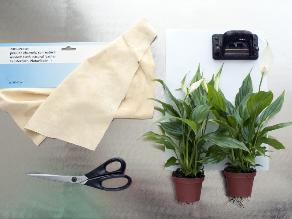 Benodigdheden voor een gordijn van Lepelplanten DIY-tip: Een gordijn van Lepelplanten Mooiwatplantendoen.nl