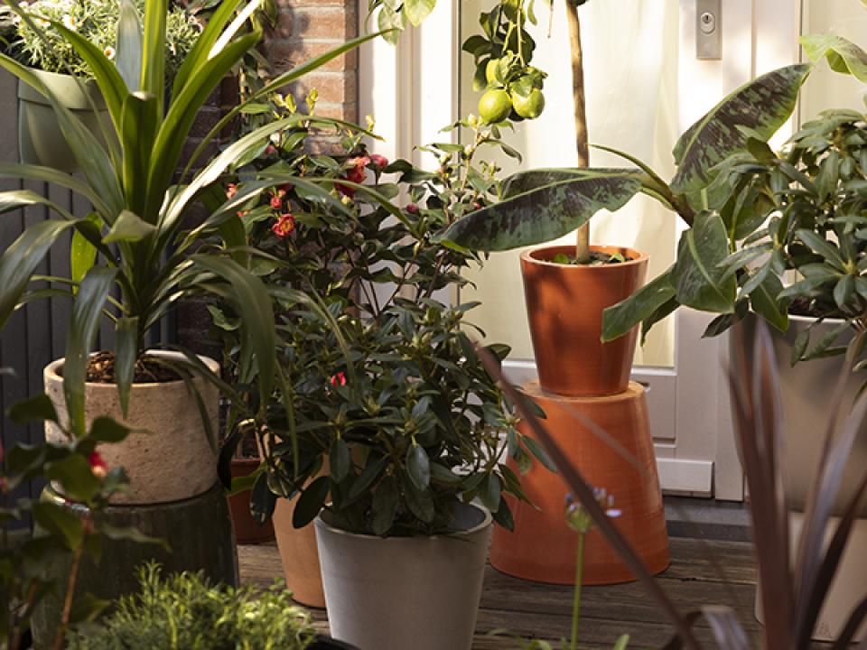 balkonplanten | planten balkon zon en schaduw 