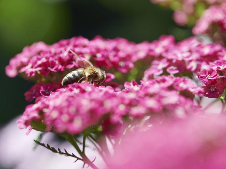 bij op bloemen | bij bestuiven