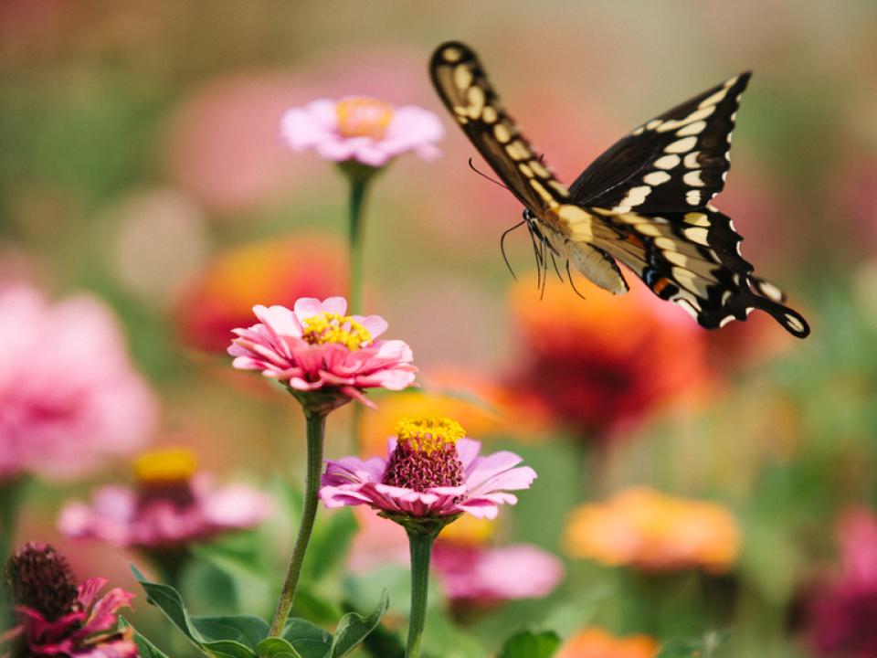 vlinder op bloemen | vlinderplanten