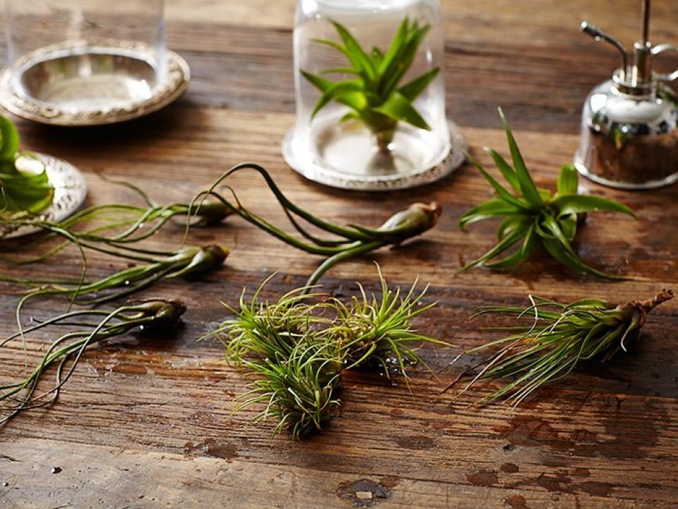 air plants