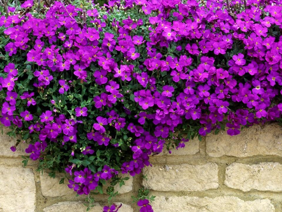 Tuinplant van de Maand: Muurbloem Aubrieta Tuinplant van de Maand: Muurbloem Aubrieta Mooiwatplantendoen.nl