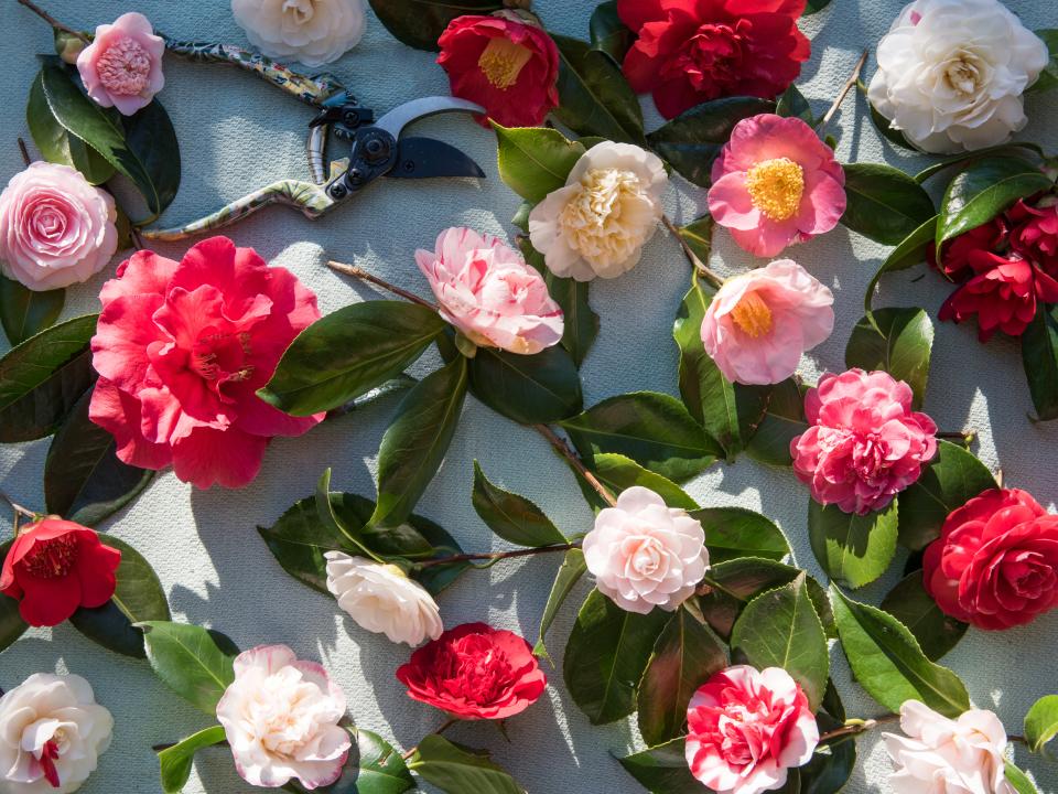 camelia Mooiwatplantendoen.nl Five early spring flowering plants Thejoyofplants.co.uk