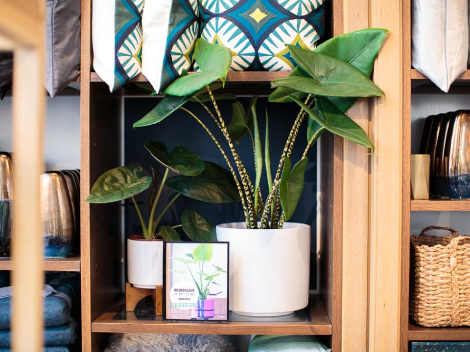 Alocasia Pop-up at west elm x Thejoyofplants.co.uk Alocasia Pop-up at west elm x Thejoyofplants.co.uk