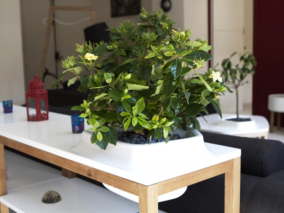 Bellila Volcane table featuring a tree on thejoyofplants.co.uk