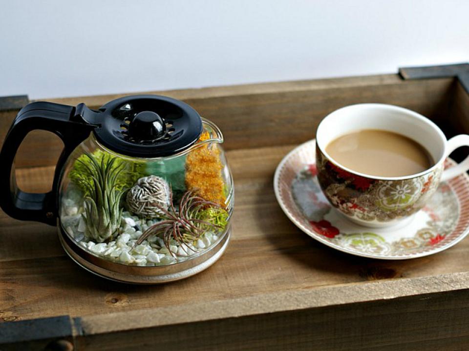 Coffee pot terrarium 