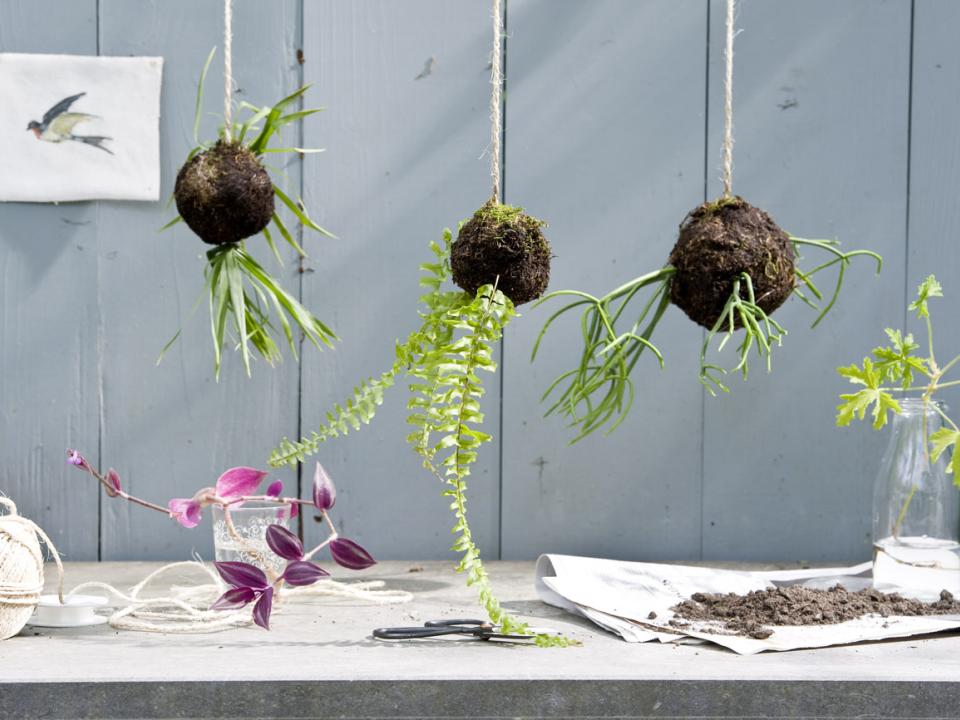 DIY: make your own Kokedama