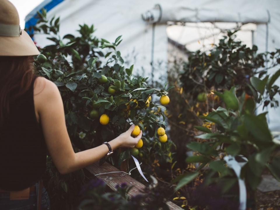 woman in greenhouse