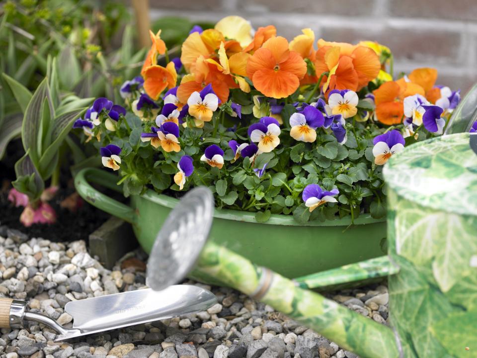 Colourful violets on thejoyofplants.co.uk