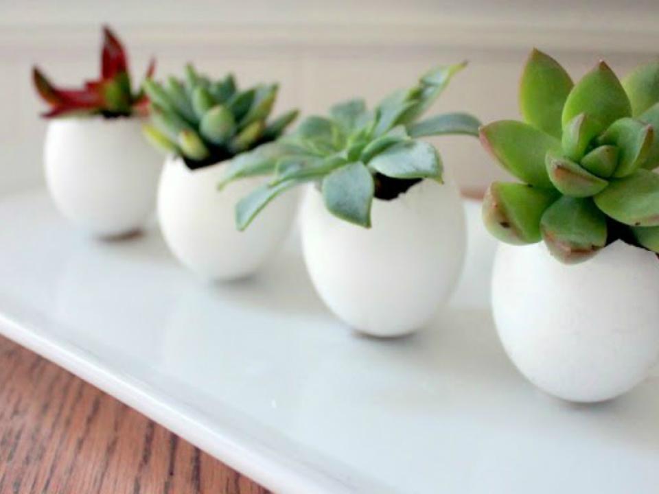 Egg Succulents