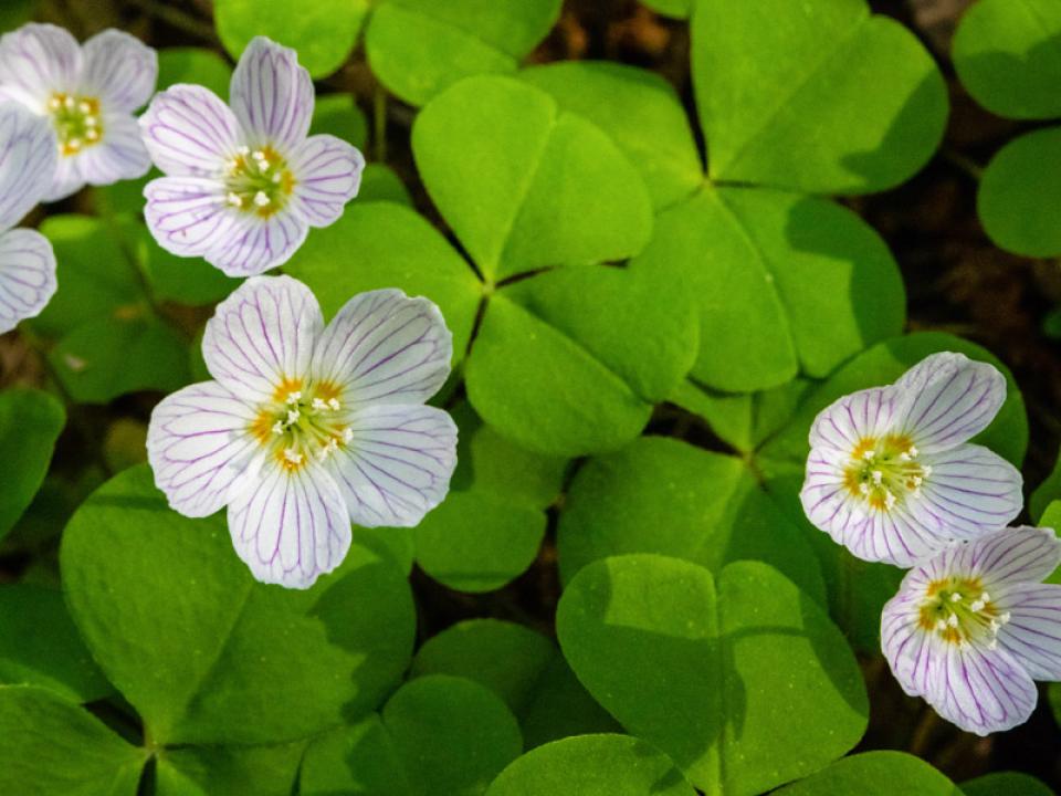 Wood Sorrel The Joy Of Plants