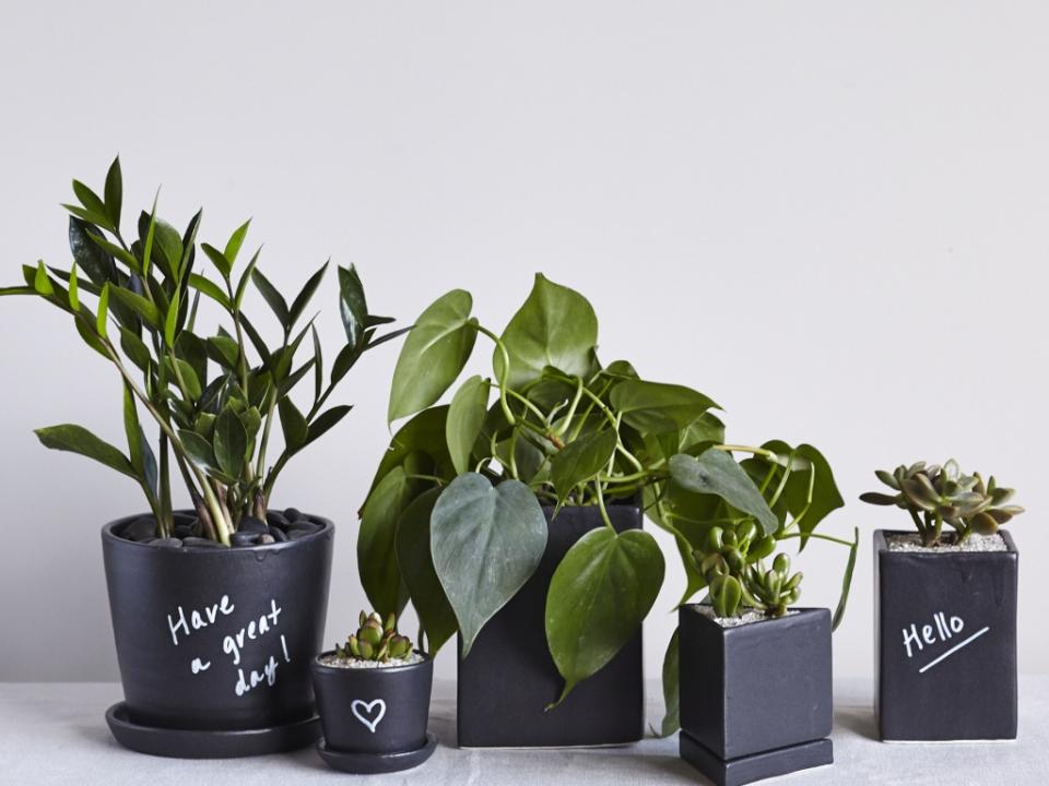 The Sill on thejoyofplants.co.uk