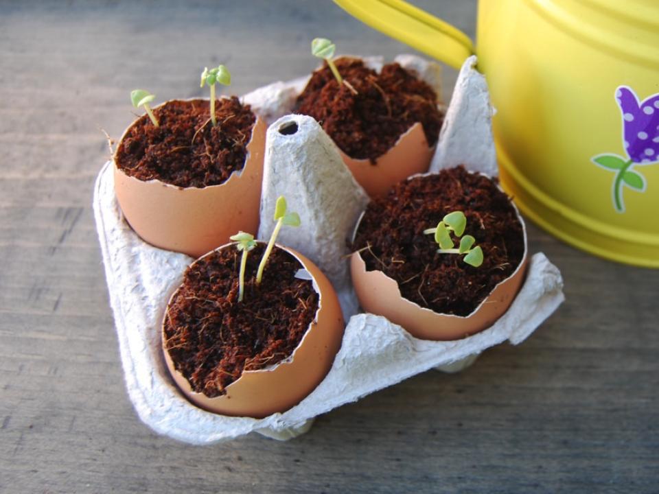 Create your own eggshell fertiser with thejoyofplants.co.uk