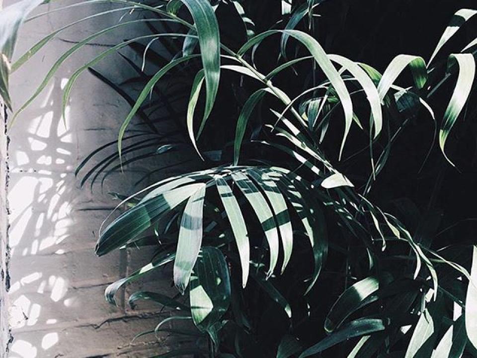 Favourite botanical Instagramers thejoyofplants