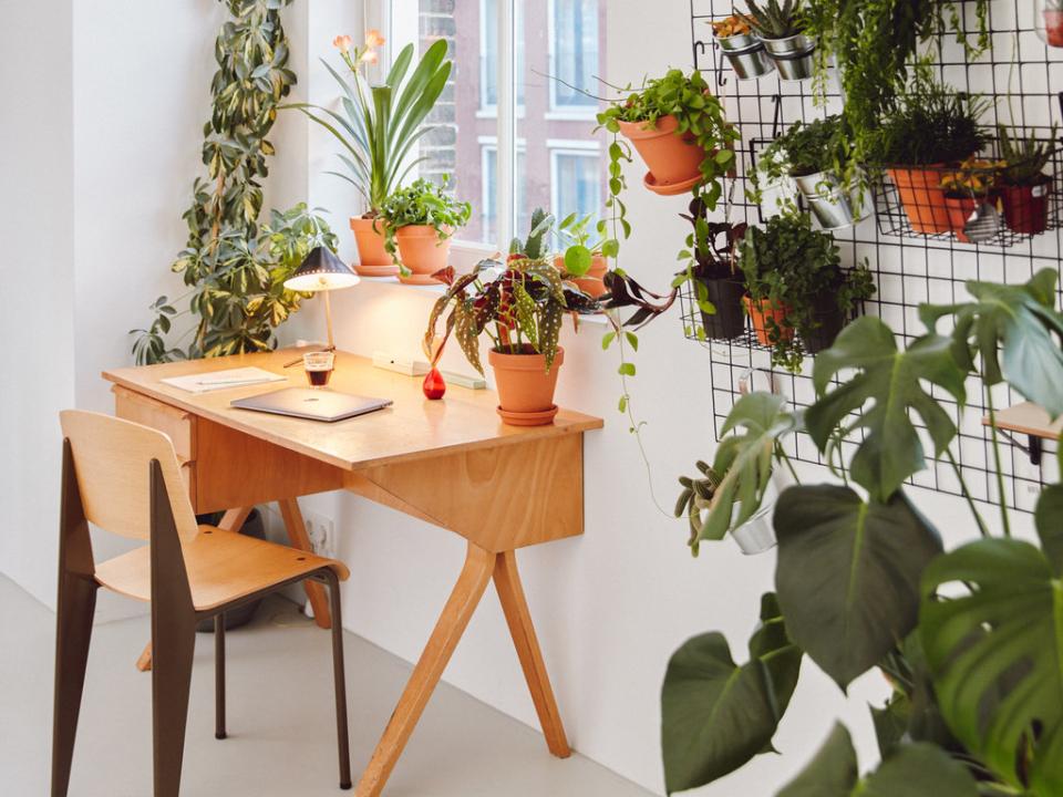 Plant Design home office | thejoyofplants.co.uk