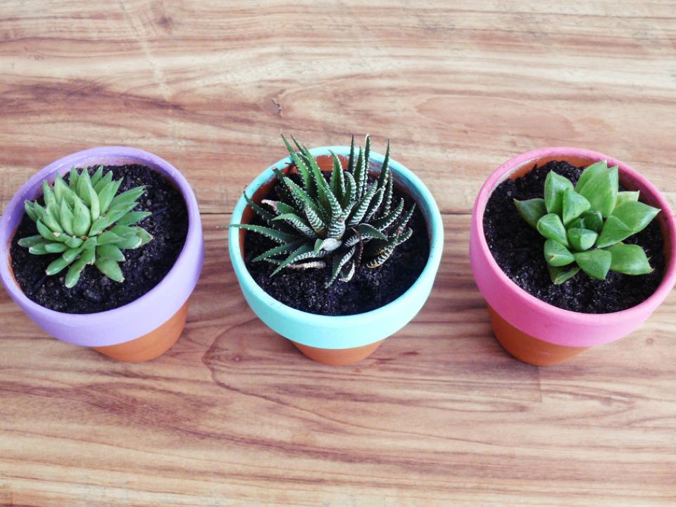 DIY: Colourful terracotta pots on thejoyofplants.co.uk